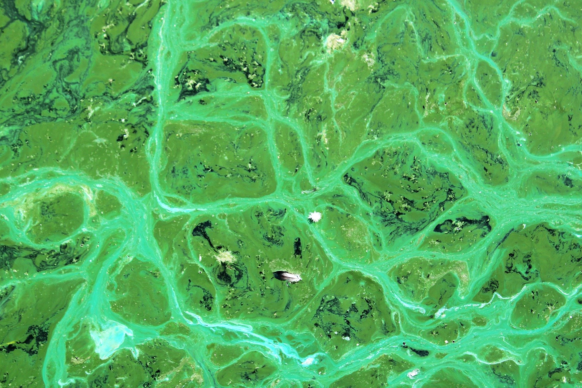cyanobacteria